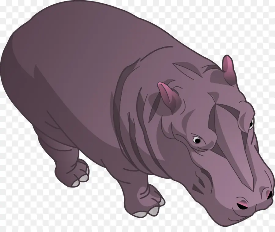 Hippopotame，Lion PNG