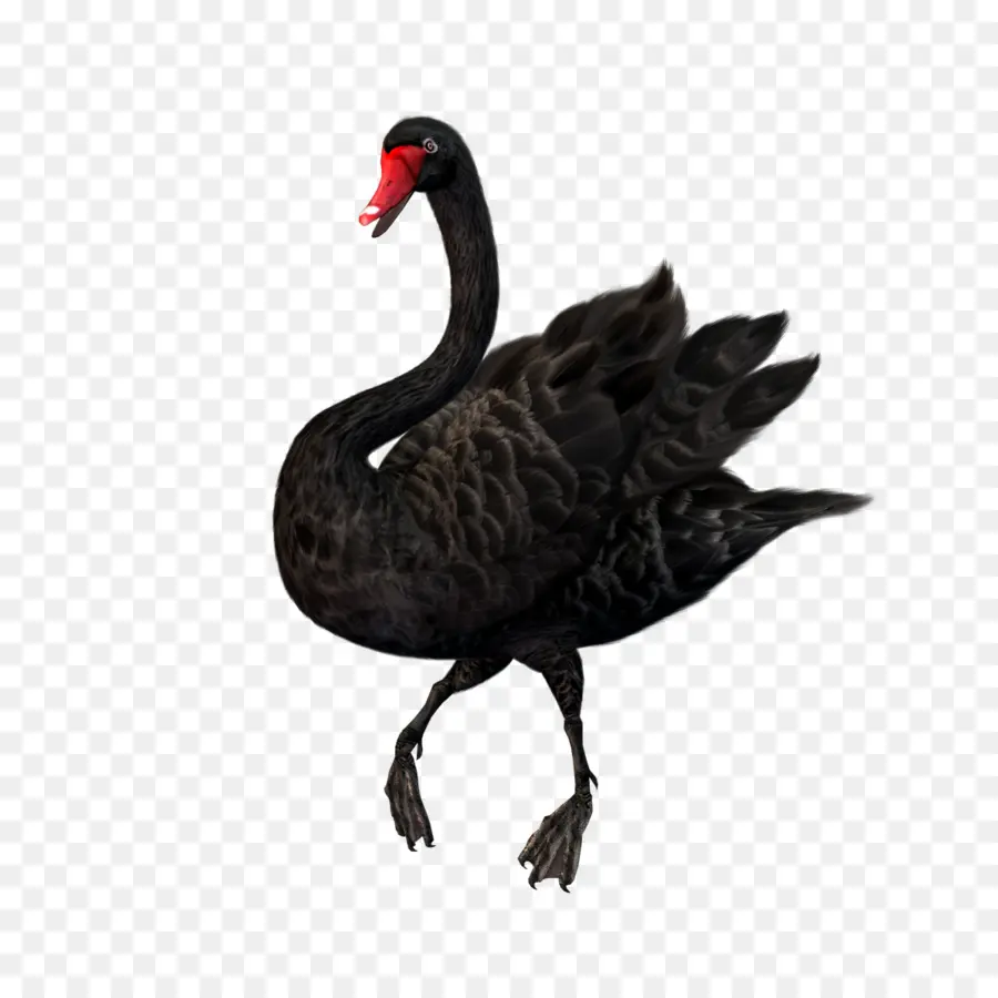 Cygne Noir，Bec Rouge PNG