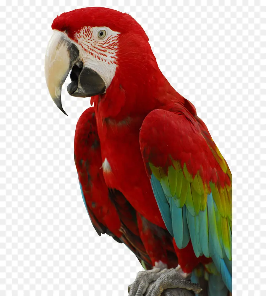 Cachat，Oiseau PNG