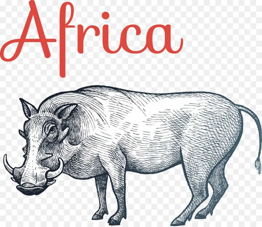 Hippopotame，Afrique PNG