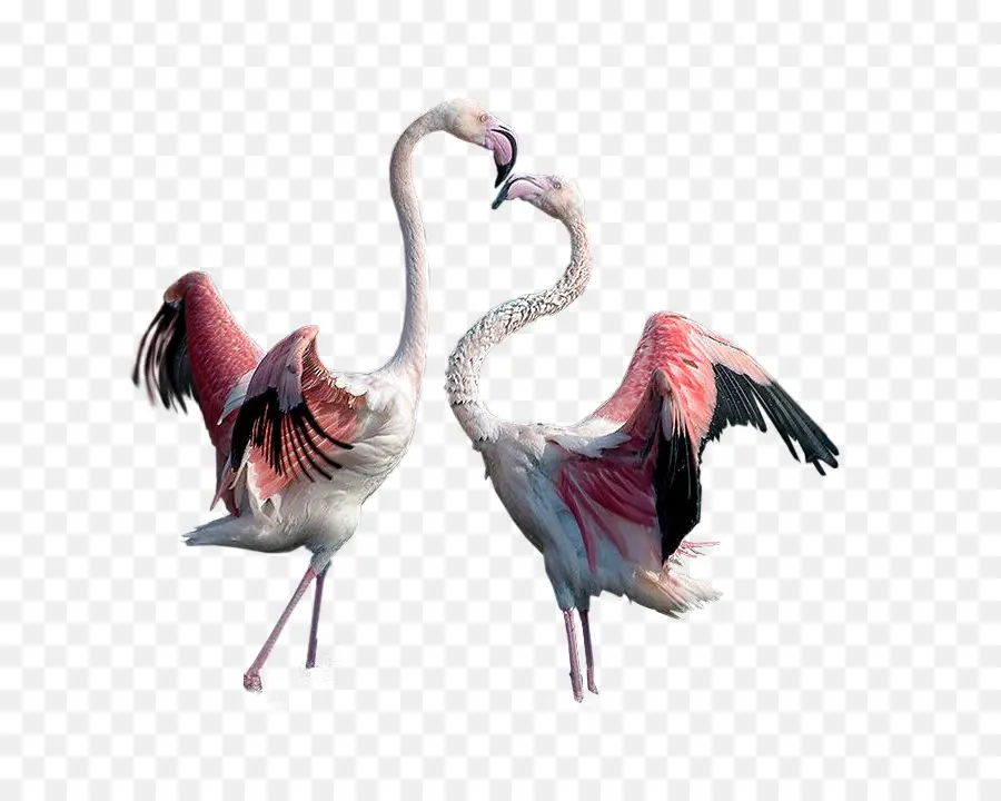 Deux Flamants Roses，Réaliste PNG