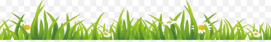 Bordure D'herbe，Fleurs PNG