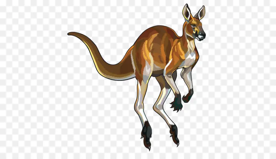 Kangourou，Marsupial PNG