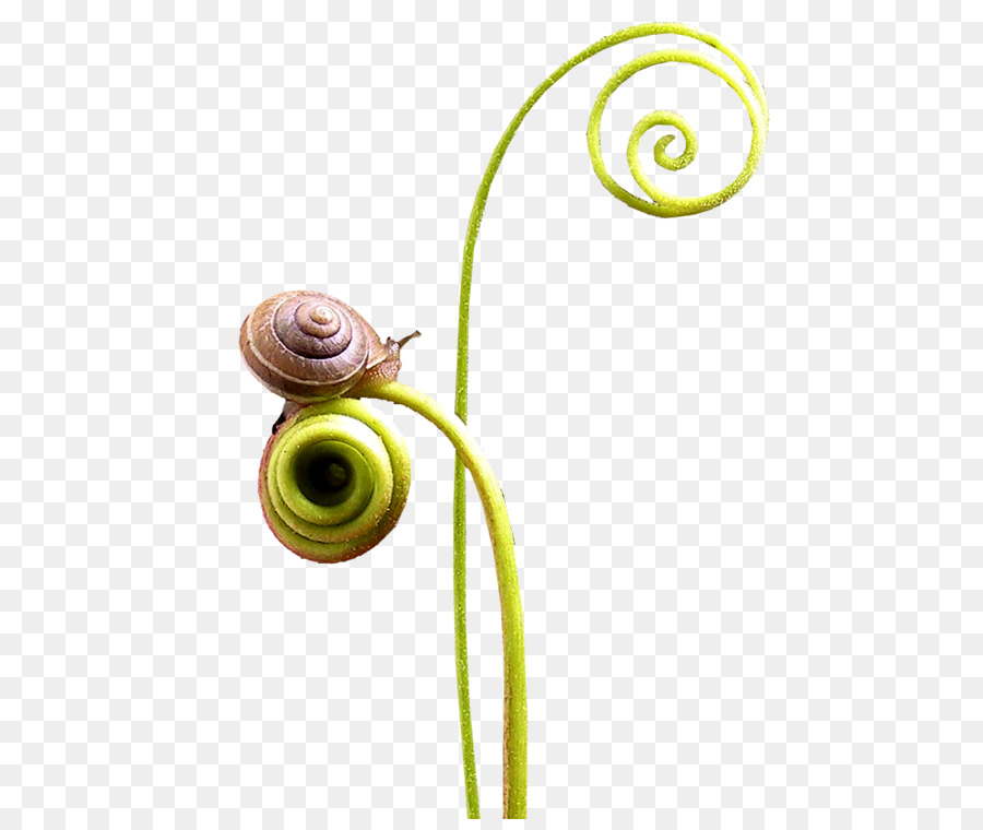 Escargot，Spirale PNG