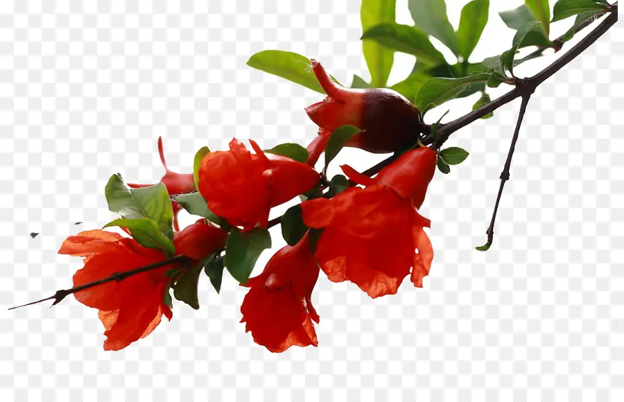 Fleurs Rouges，Bifurquer PNG