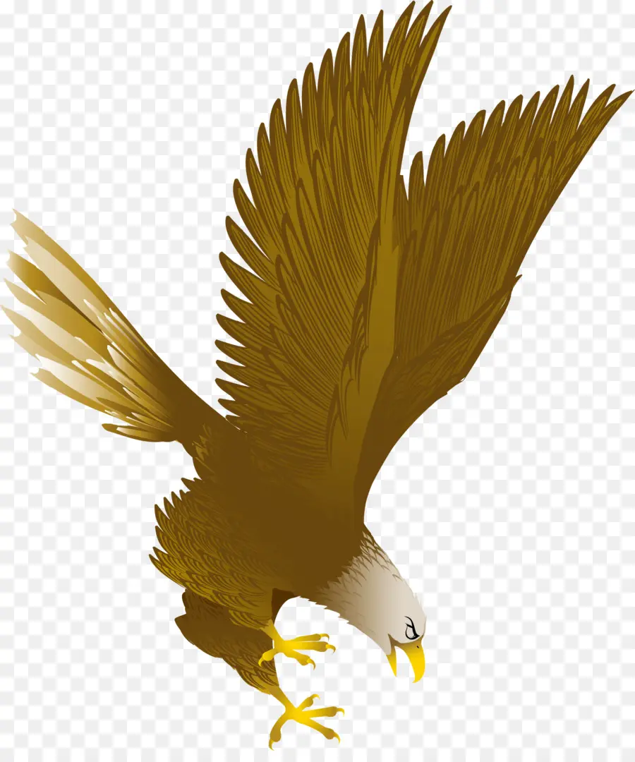 Aigle，Rapace PNG