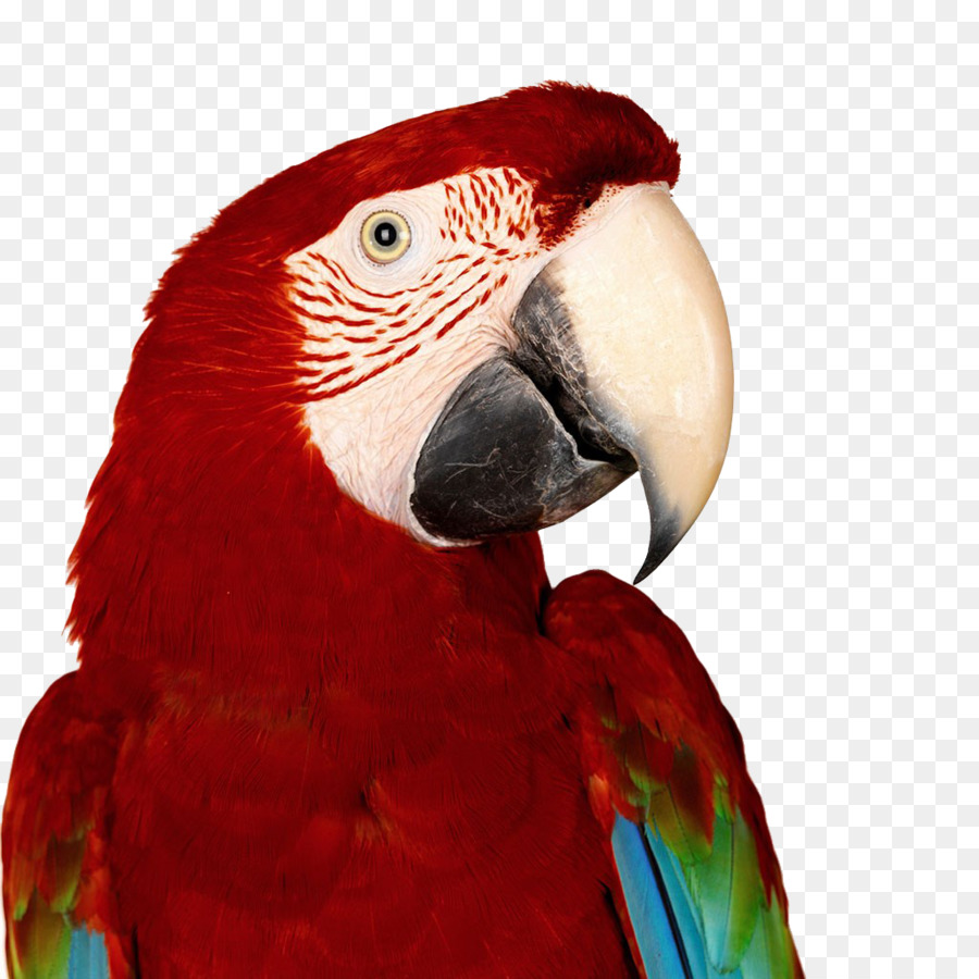 Perroquet Rouge Et Bleu，Oiseau PNG