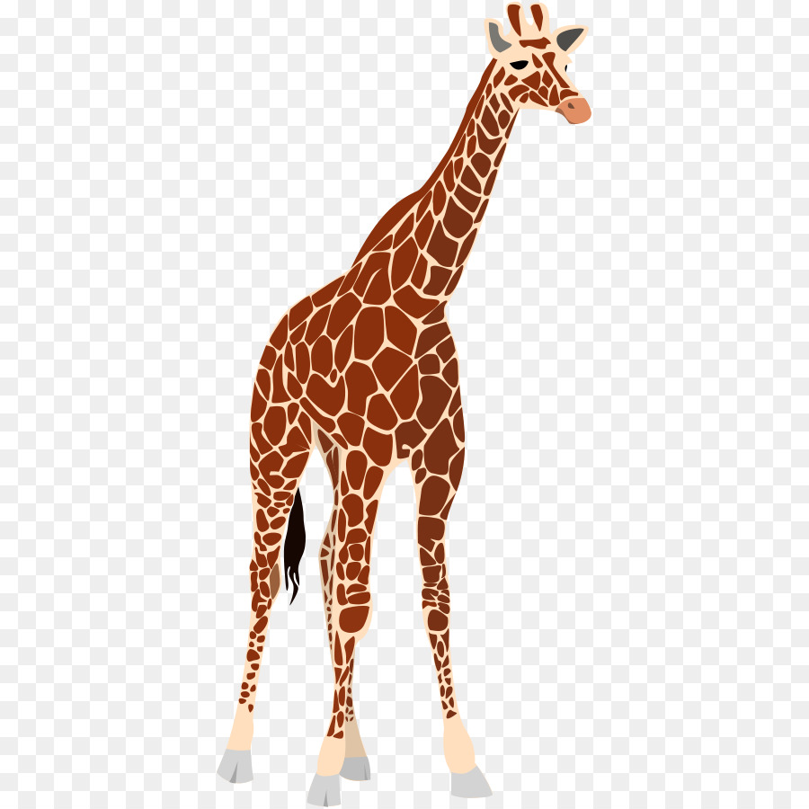 Girafe，Faune PNG