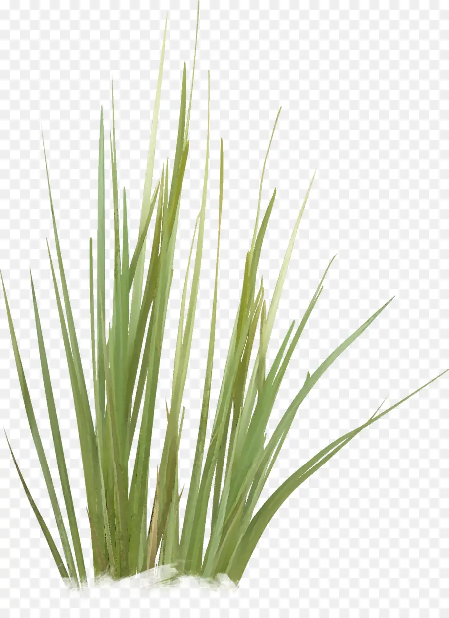 Herbe Verte，Nature PNG