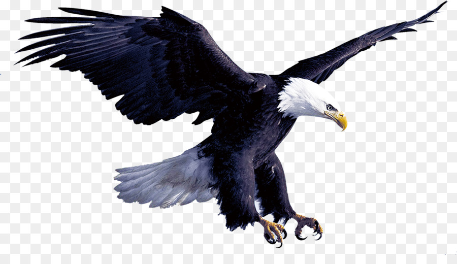 Aigle Vol Hawk Png Aigle Vol Hawk Transparentes Png Gratuit