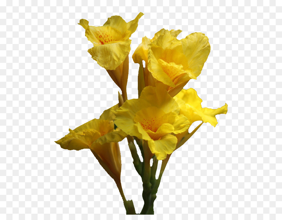 Jonquilles Jaunes，Printemps PNG