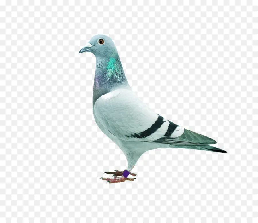 Tête De Pigeon，Plumes PNG