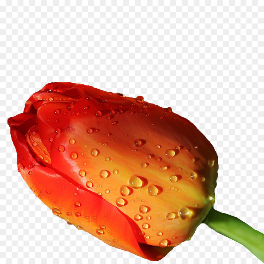 Tulipe Orange，Tulipe PNG