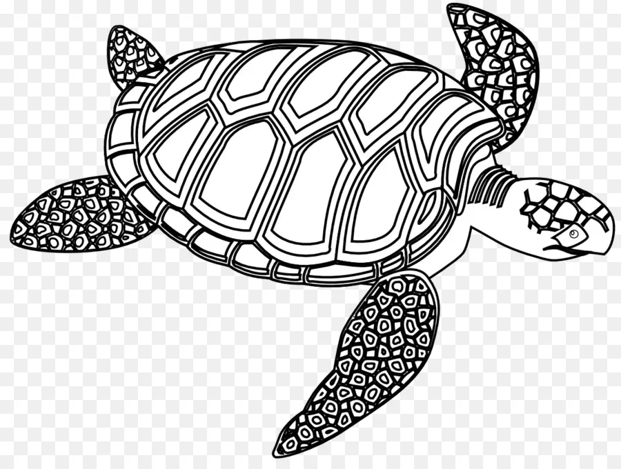 Tortue，Mer PNG