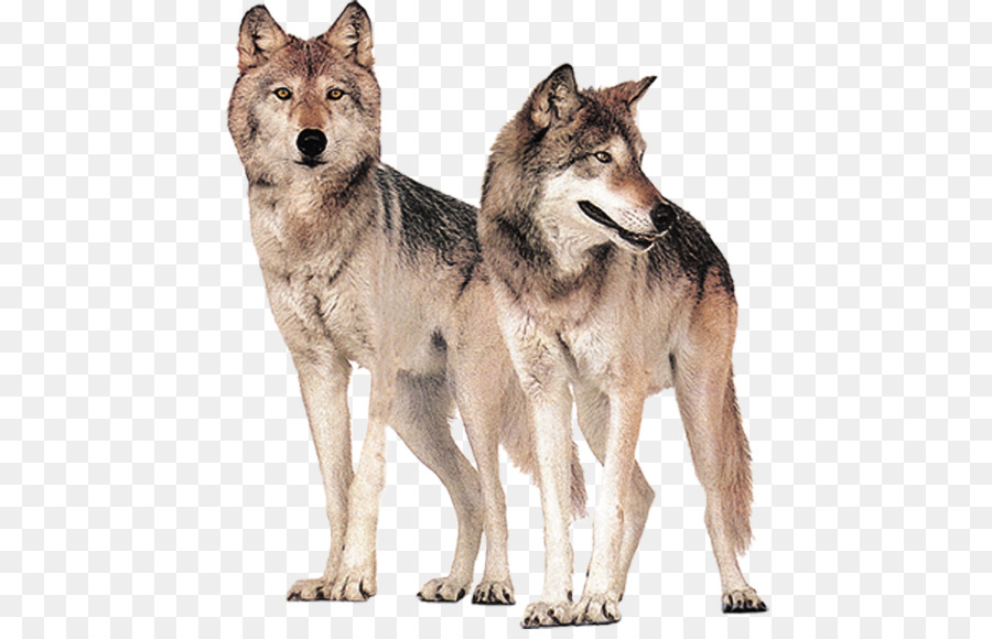 Loup Gris Les Loups Organisation Png Loup Gris Les Loups Organisation Transparentes Png Gratuit
