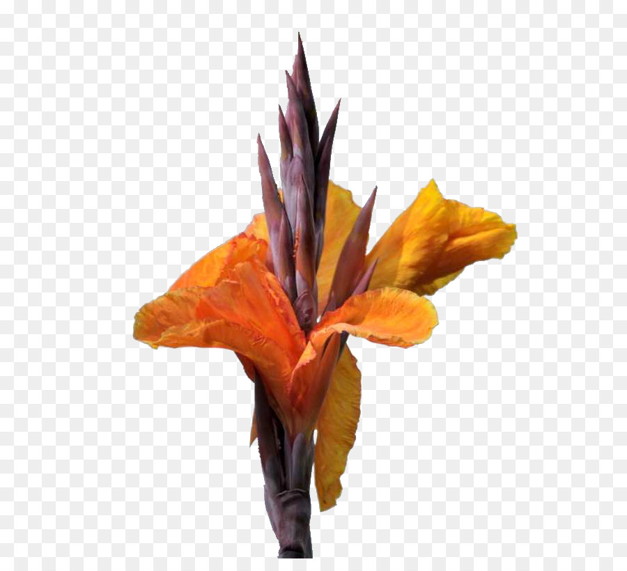 Fleur D'oranger，Floraison PNG