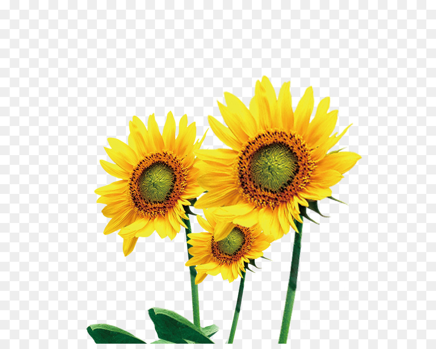 Tournesols，Fleurs PNG