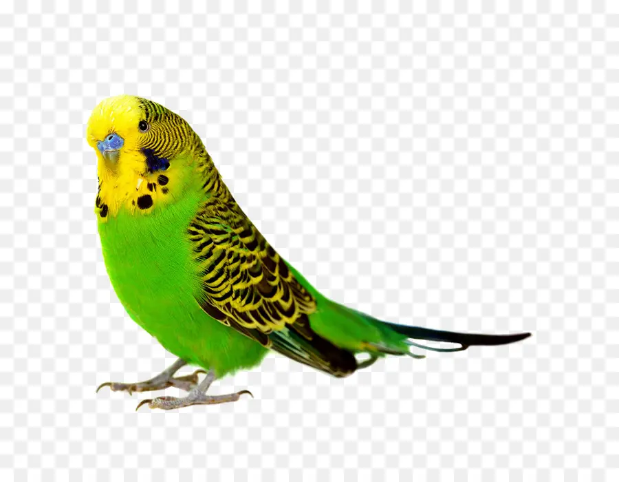 Oiseau，Perruche Ondulée PNG