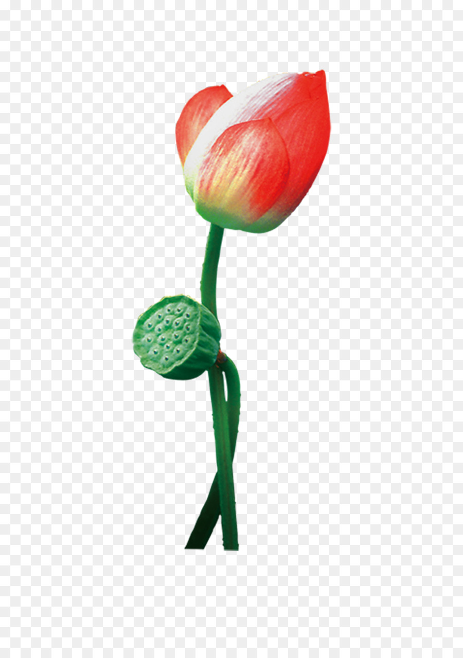 Bourgeon De Lotus，Rose PNG