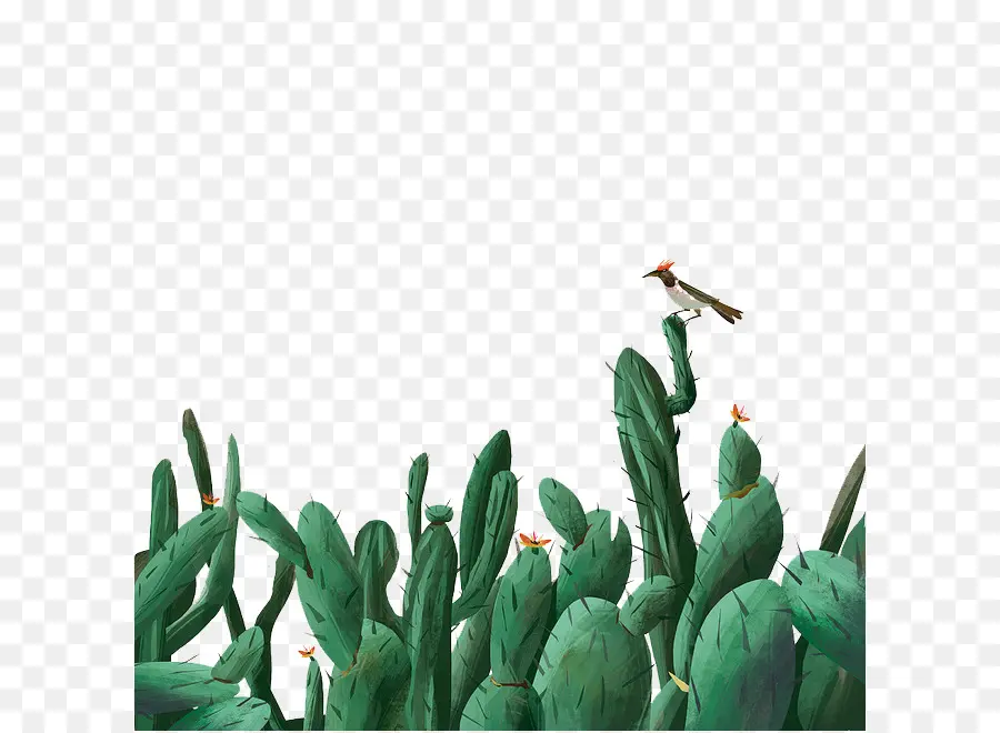 Cactus，Oiseau PNG