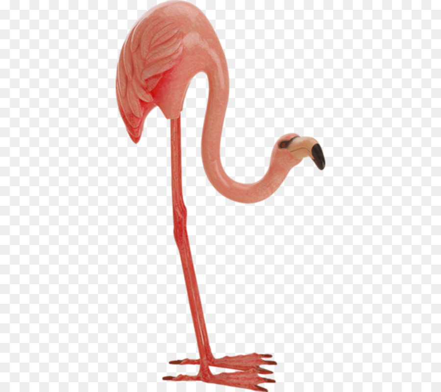 Flamant，Rose PNG