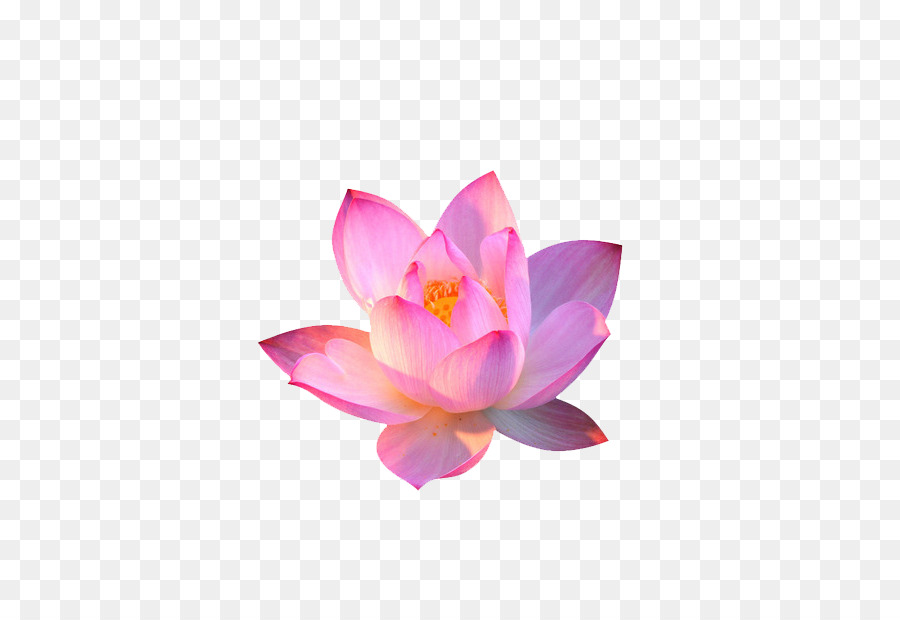 Lotus Rose，Floraison PNG