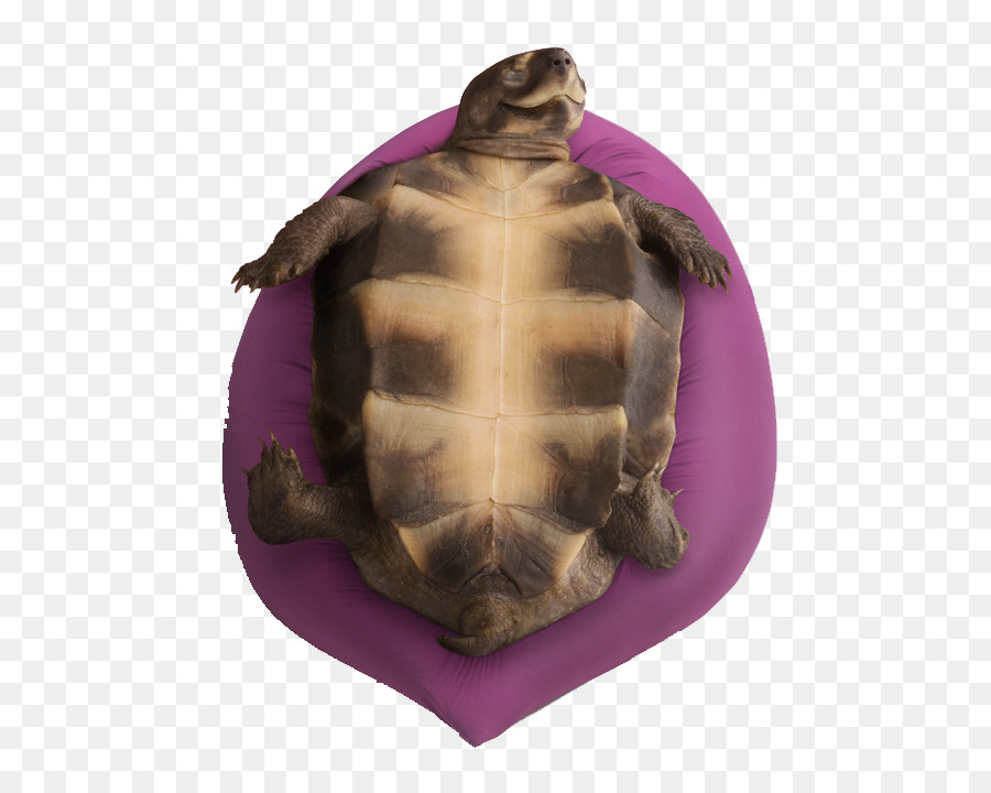 Tortue Sur Le Dos，Repos PNG