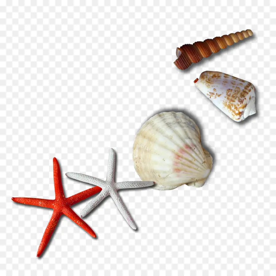 Coquillages Et étoiles De Mer，Coquilles PNG