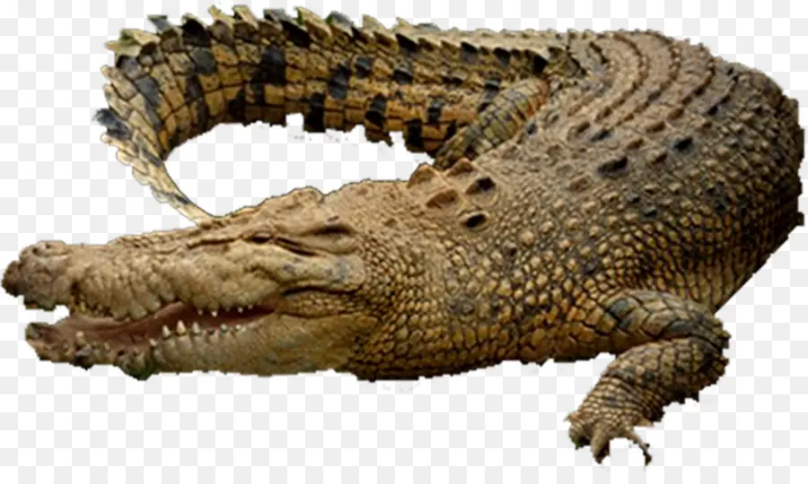 Crocodile，Reptile PNG