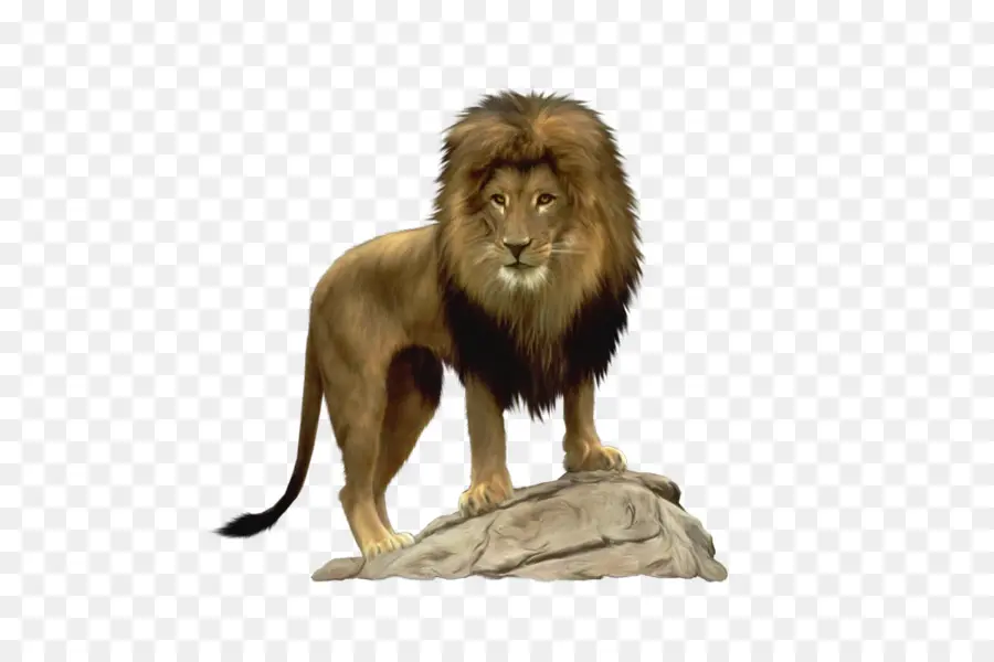 Lion，Roi PNG