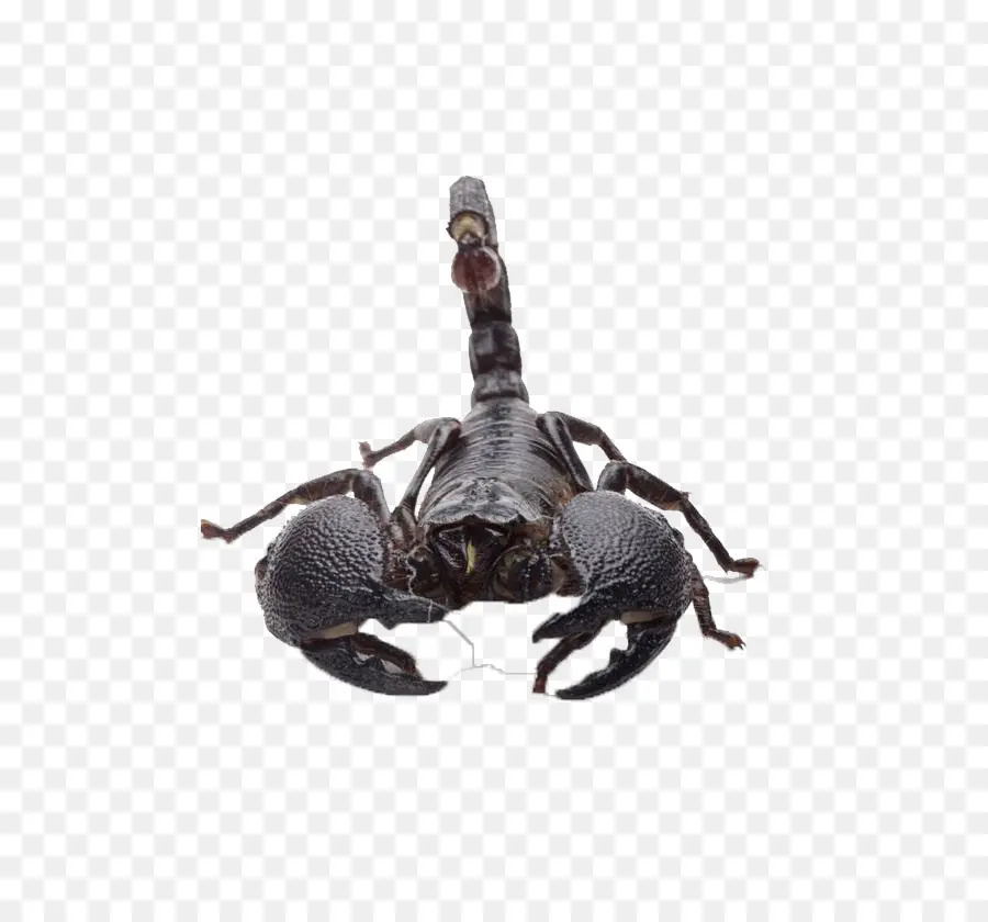 Scorpion，Empereur Scorpion PNG