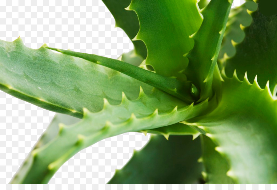 Aloe，Gratuit PNG