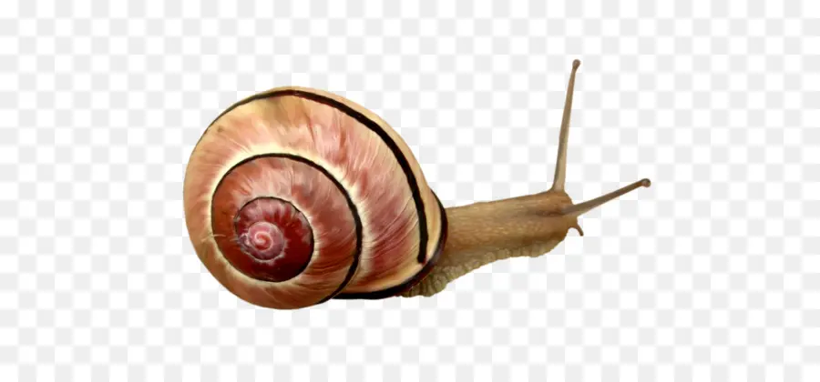 Escargot，Orthogastropoda PNG