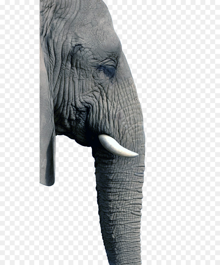 Éléphant，Tronc PNG