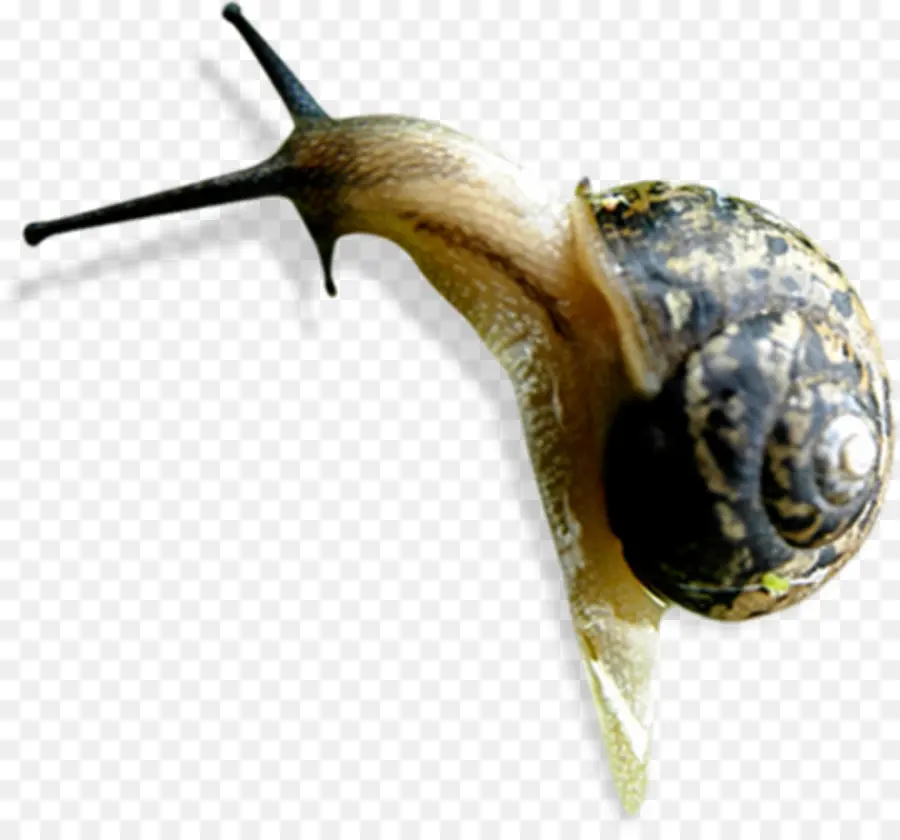 Escargot，Coquille PNG