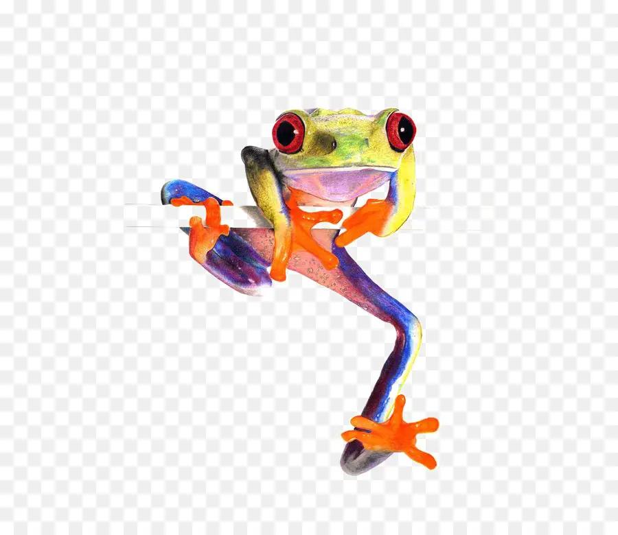 Grenouille Colorée，Amphibie PNG