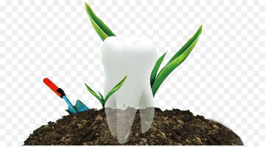 Dent，Dentiers PNG