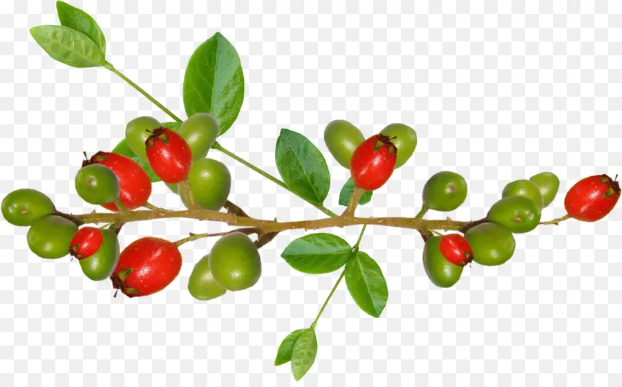 Frutti Di Bosco，Barbade Cherry PNG