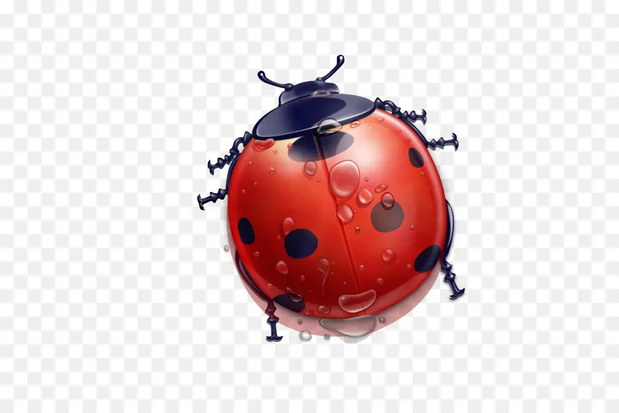 Coccinelle，Insecte PNG