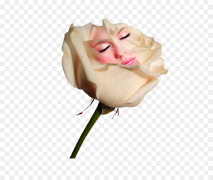 Rose，Blanc PNG