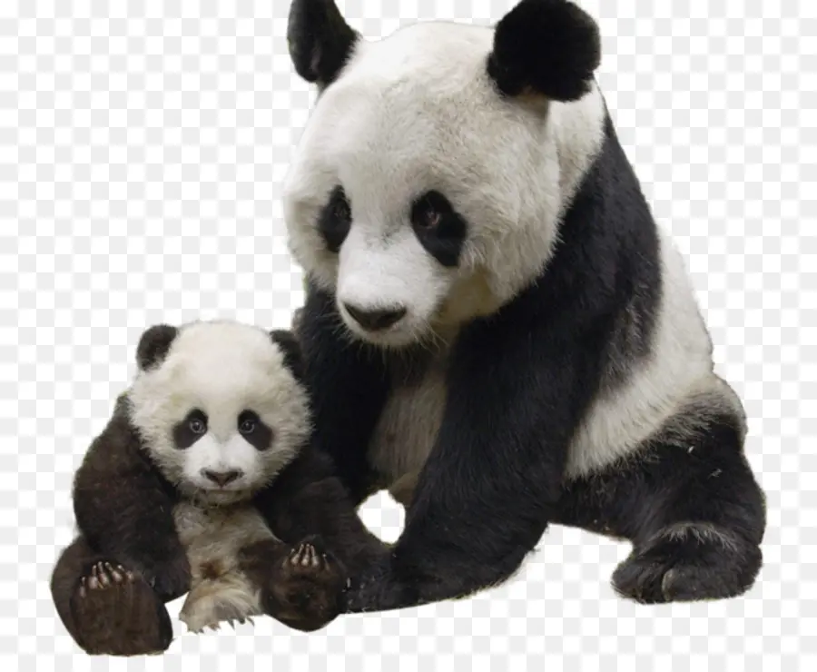 Pandas，Mère PNG