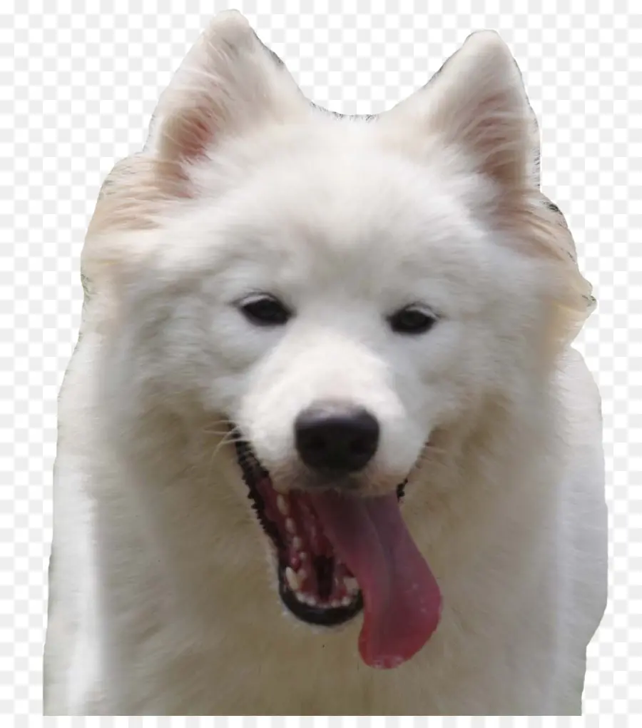 Chien Blanc，Animal De Compagnie PNG