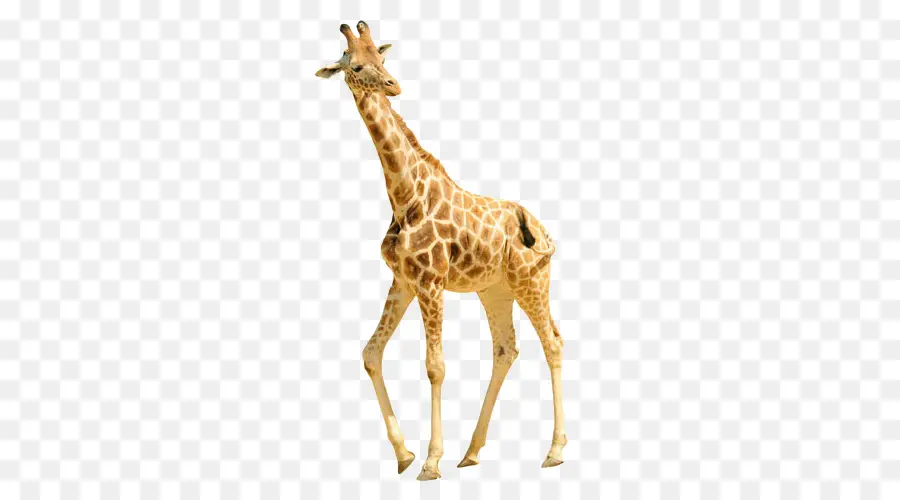 Girafe Assise，Girafe PNG