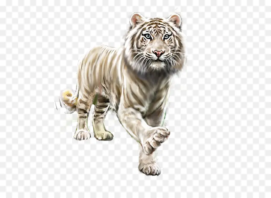 Tigre，Tigre Blanc PNG