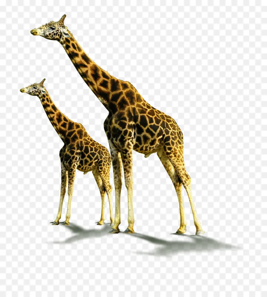 Girafe Et Bébé Girafe，Animal PNG