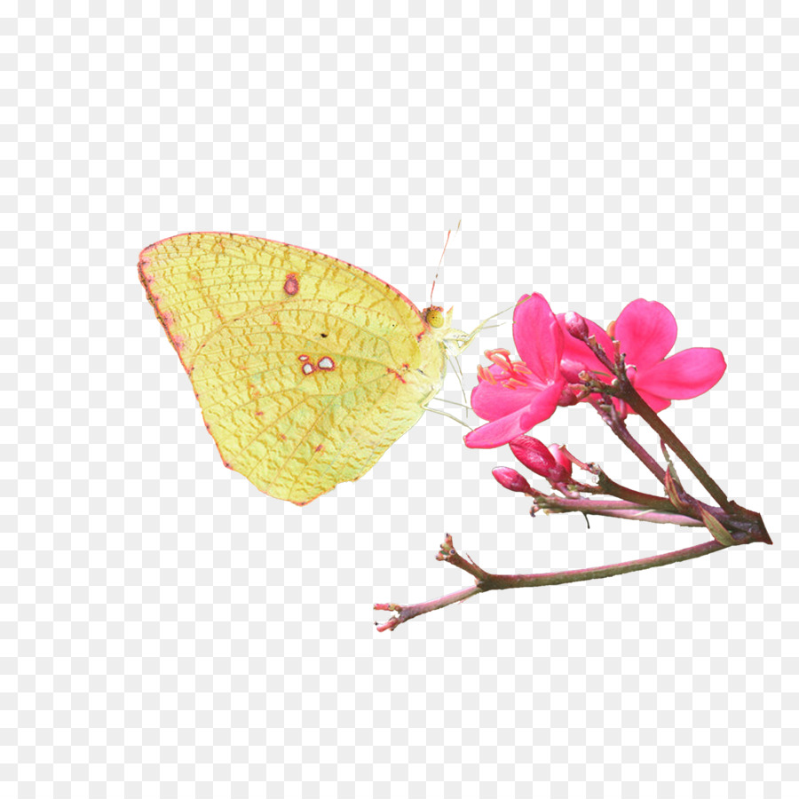 Papillon Jaune，Papillon PNG