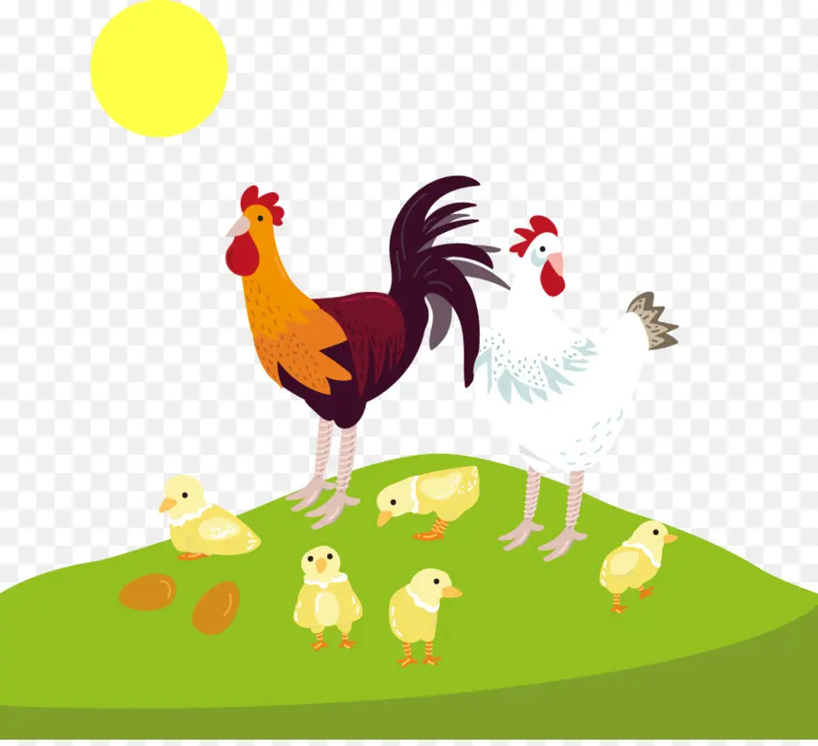 Poulets，Coq PNG