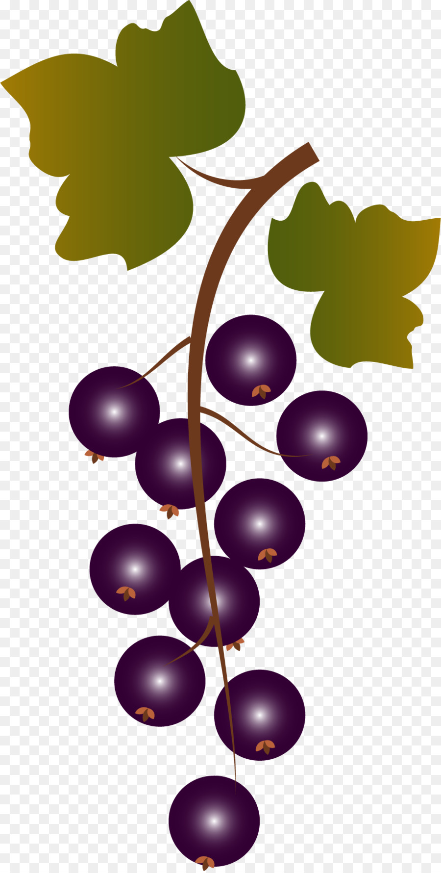 Raisins，Vigne PNG