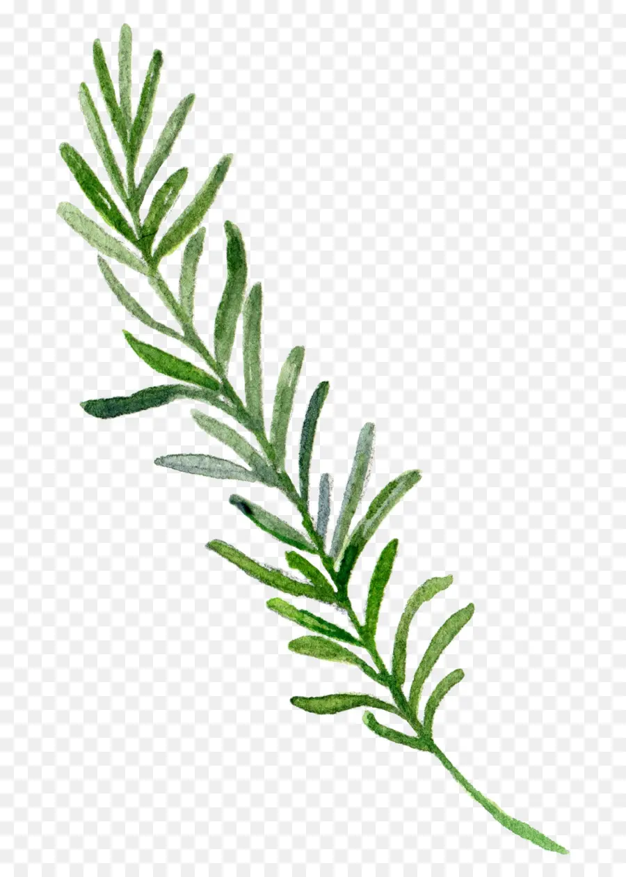 Herbe Verte，Feuille PNG