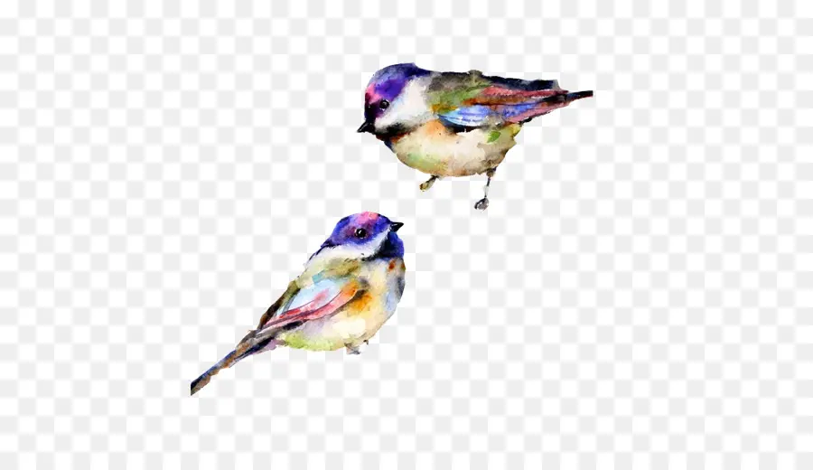 Oiseaux，Aquarelle PNG